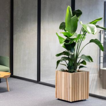 Plantekasse i ask træ - kvadratisk