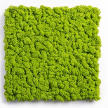 Mos paneler Spring Green – byg en mosvæg
