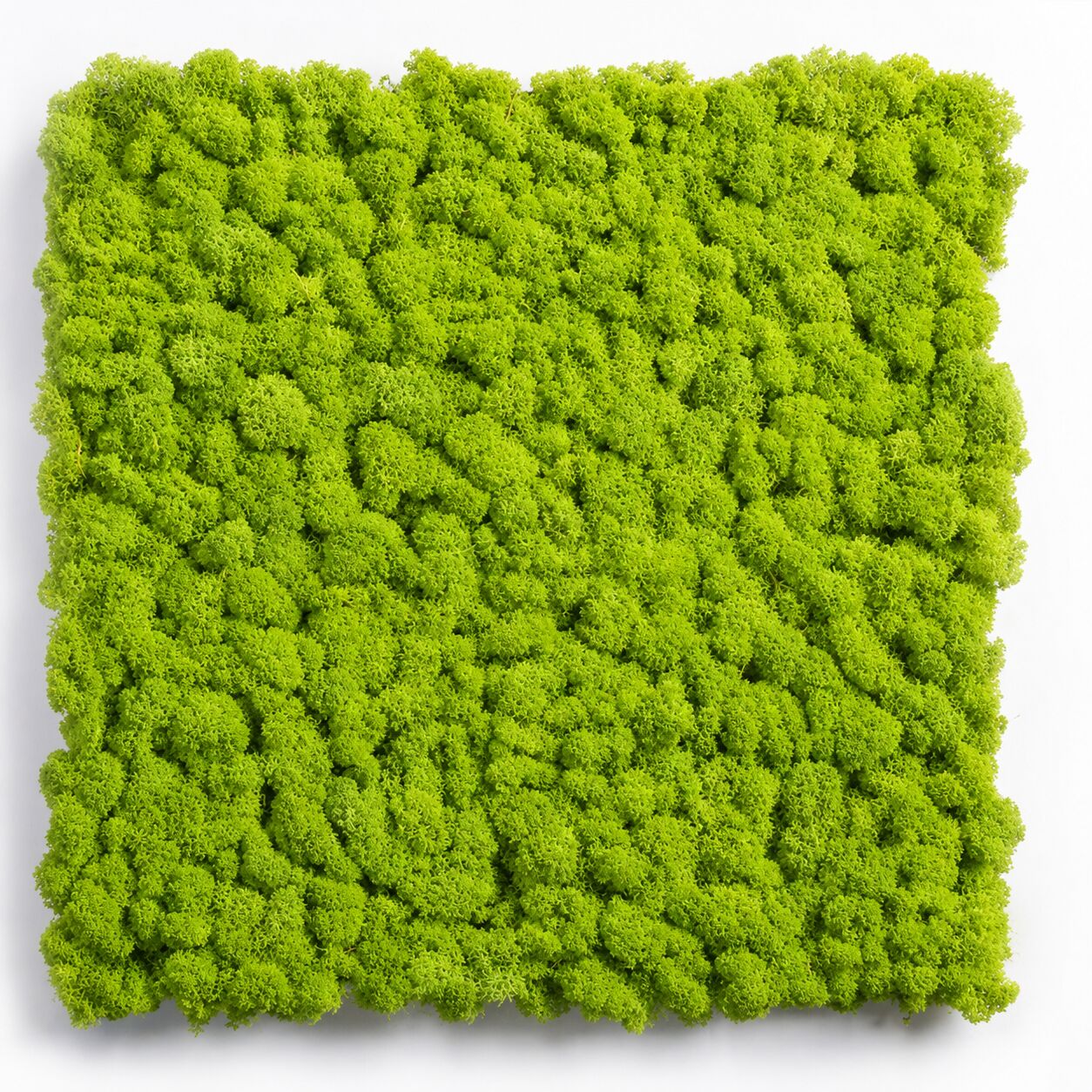 Mos paneler Spring Green – byg en mosvæg